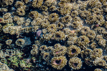 A colony of Aggregating Anemones close themselves and become covered with sand an pebbles when...