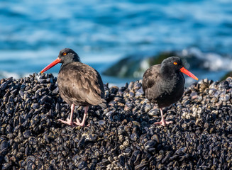 The Black Oystercatcher lives along the Pacific Coast of California, in Carmel by the Sea.