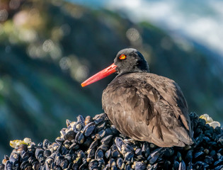 A Black Oystercatcher sits on a bed of mussels on the rocky shore along the Pacific Coast in Carmel...
