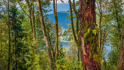 Fototapeta premium Nature's profusion - ferns growing in lichen growing on tree trunk - TransCaada Trail at Burnaby Mountain