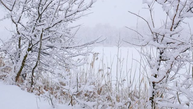 Snow falling on tree branches in Winter christmas season background. Beautiful nature landscape