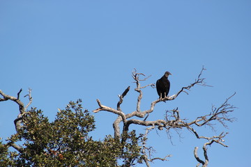 Buzzard in Tree