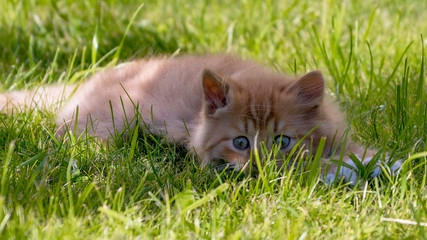 cat on green grass