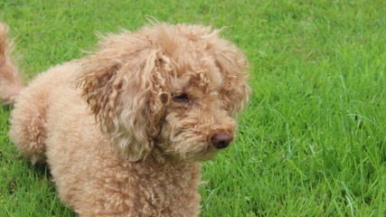 Teddy The Toy Poodle