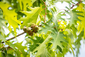 Fototapeta premium Quercus rubra L., Red Oak in Summer on the Sky Background; Leafy Background