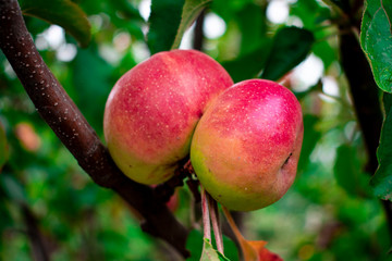  Beautiful apples ripen on a tree. Juicy apples.