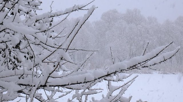 Snow falling on tree branches in Winter christmas season background. Beautiful nature landscape