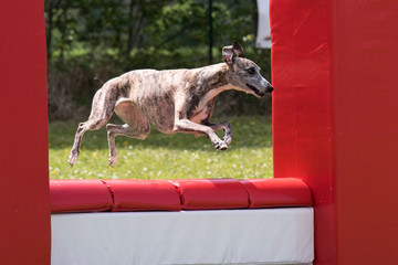 lévrier whippet en agility