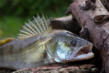 Zander in detail, the Fish from freshwater Deep, Sander lucioperca