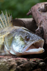 Zander in detail, the Fish from freshwater Deep, Sander lucioperca