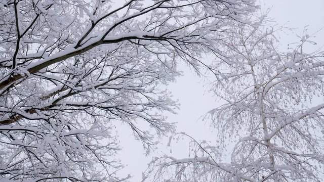 Snow falling on tree branches in Winter christmas season background. Beautiful nature landscape