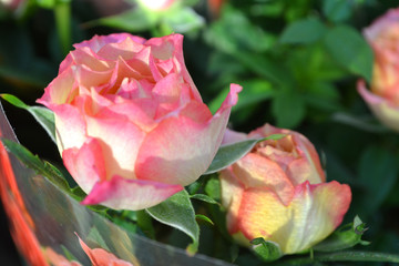 Wet pink rose Summer pastel pink rose flower. Beautiful bouquet close up of a rose in shop. Rose in pot