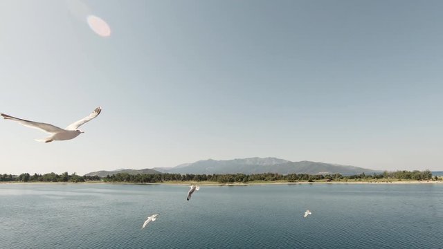 Seagulls flying in blue sky near Keramoti, Greece with the island of Thassos in the background.