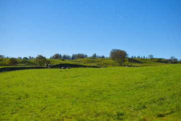 Fototapeta premium Landscape: cows on a green pasture, a forest in the distance, a bright blue sky. Norway