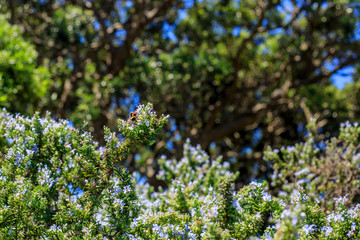 Bumblebee collecting pollen from rosemary flower