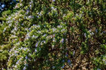 Bumblebee collecting pollen from rosemary flower
