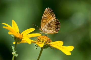 Butterfly 2019-120 / Silvery Checkerspot (Chlosyne nycteis) On wildflower