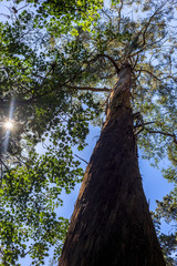 Forest nature background on Central Park, Wellington, New Zealand