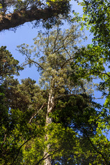 Fototapeta premium Forest nature background on Central Park, Wellington, New Zealand
