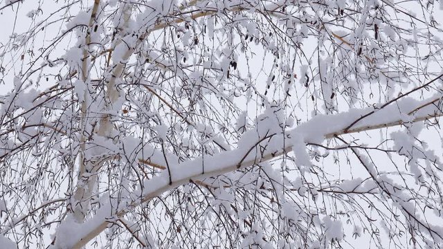 Snow falling on tree branches in Winter christmas season background. Beautiful nature landscape