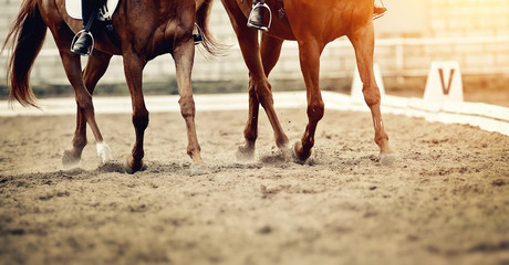 Legs of two sports horses galloping around the arena.