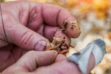 Worm on a hook in his hand fisherman.Macro shot of red worms Dendrobena in manure, earthworm live bait for fishing,fishing man making fishing bait to hunting fish