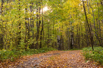 Trail winding through a forest. Golden forest landscape setting during the autumn season. The fallen foliage.