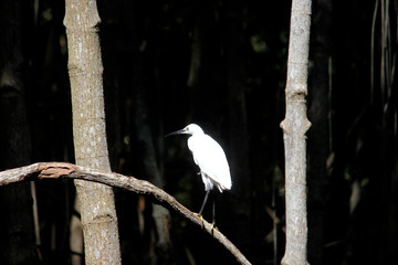 Naklejka premium white egret in the mangrove forest