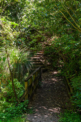 Obraz premium Central park trail with sunlight coming down in between the trees, Wellington, New Zealand.