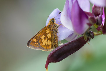 Butterfly 2019-123 / Peck's Skipper (Polites peckius)