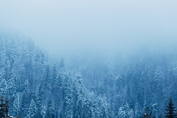 thick fog descends from the top of the mountains. the forest on