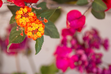 Closeup twigs of garden shrub blooming with bright small flowers on blurred background