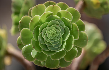 From above green succulent with thick leaves arranged in circles on blurred background at home