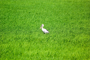 Obraz na płótnie Canvas openbill stork in paddy field