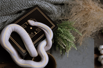White American royal snake on the background of witchcraft accessories, alchemical instruments and ingredients. Mock up of empty tile dark slate and old books. Halloween
