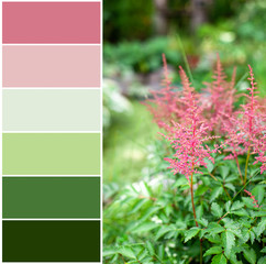Color matching palette of flower of astilba