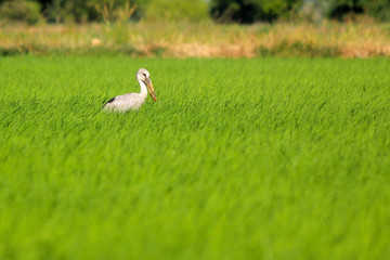 Obraz na płótnie Canvas openbill stork in paddy field