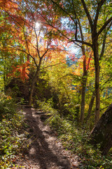 Fototapeta premium Mitake Shosenkyo Gorge Autumn foliage scenery view in sunny day. Beauty landscapes of magnificent fall colours. A popular tourist attractions in Kofu, Yamanashi Prefecture, Japan
