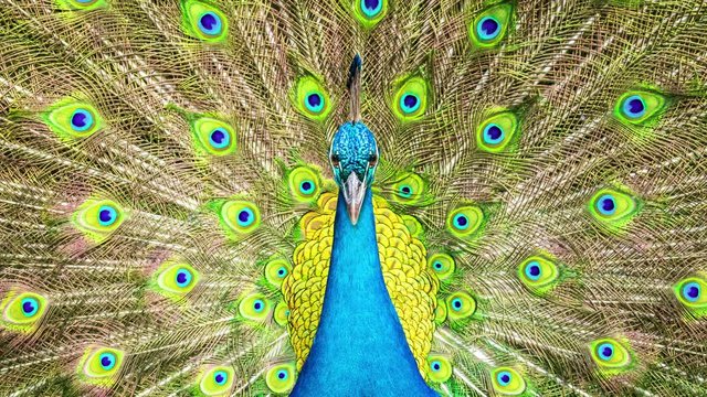 front view of  blue male indian peacock and full spread tail  feathers background
