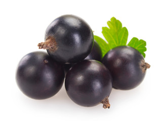 Black currant on white background