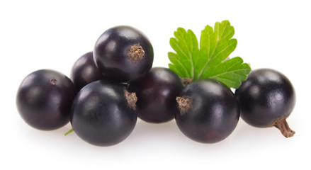 Black currant on white background