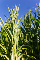 Obraz premium Detail of the Maize Field