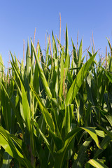 Obraz premium Detail of the Maize Field