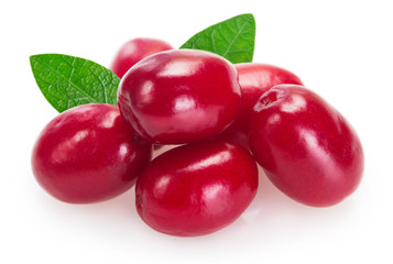 Fresh dogwood on white background