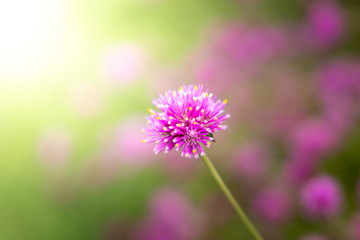 The background image of the colorful flowers