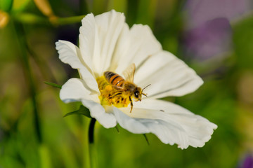A bee collects pollen and nectar on the flower of the white cosmea