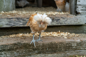 chicken with afro 