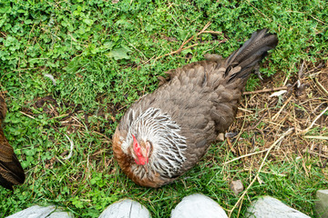 chicken on grass