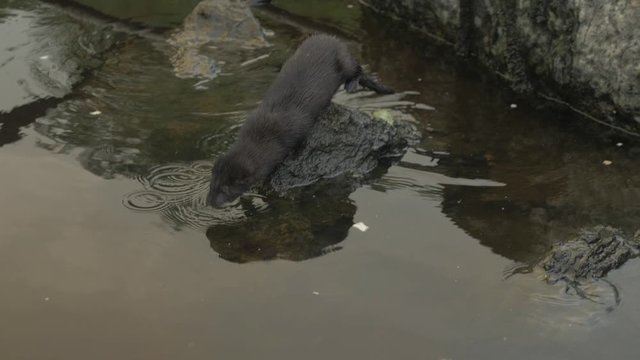 Wild courageous Mink jumps onto rock and dives into water SLOW MOTION