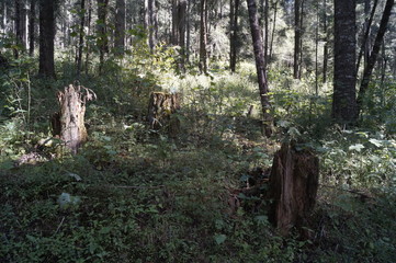 Bosque 